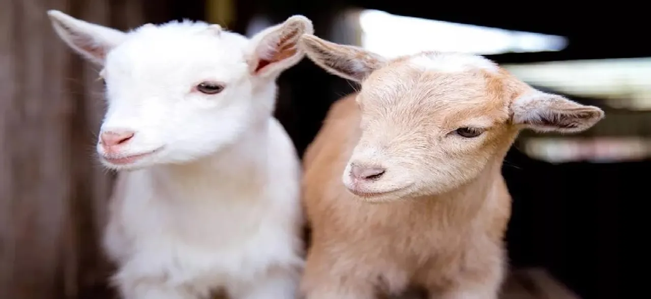 Goats love happy people, can read your expressions: Study 