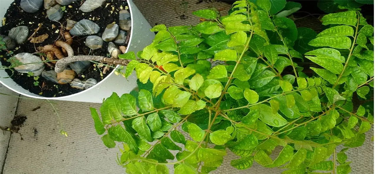 Curry Leaves Benefits: Use kadi patta in your diet for health and flawless skin 