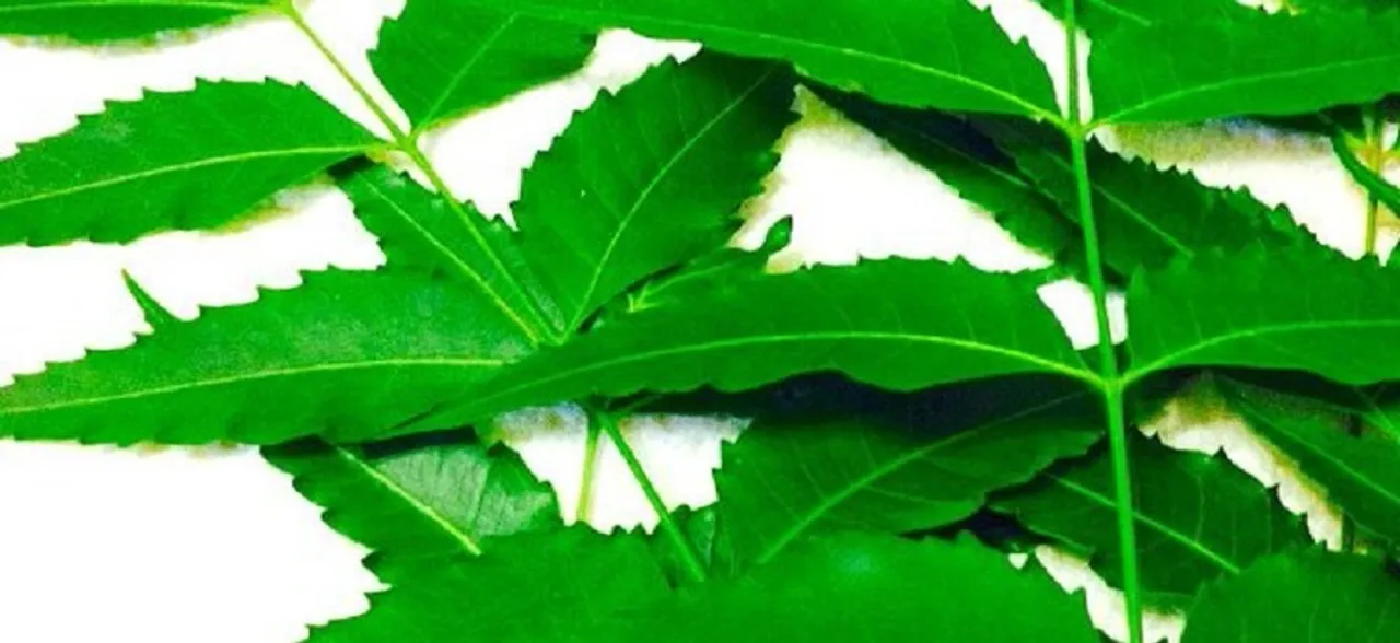 Grow neem trees for good health