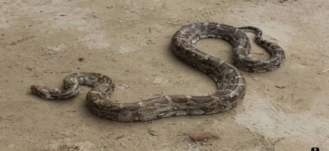 10-ft long python rescued from bus depot at Raj Ghat