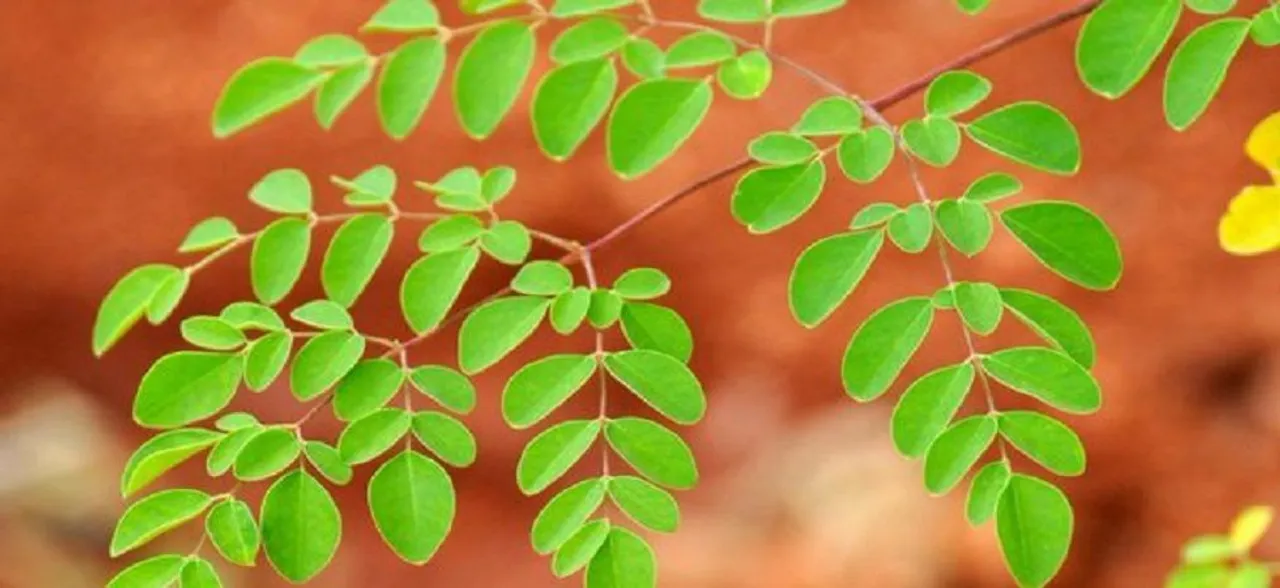 Moringa is the new superfood | Hereâ€™s why