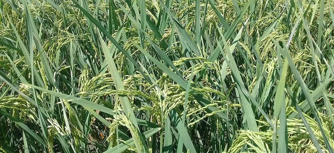 China's super hybrid rice output sets new world record
