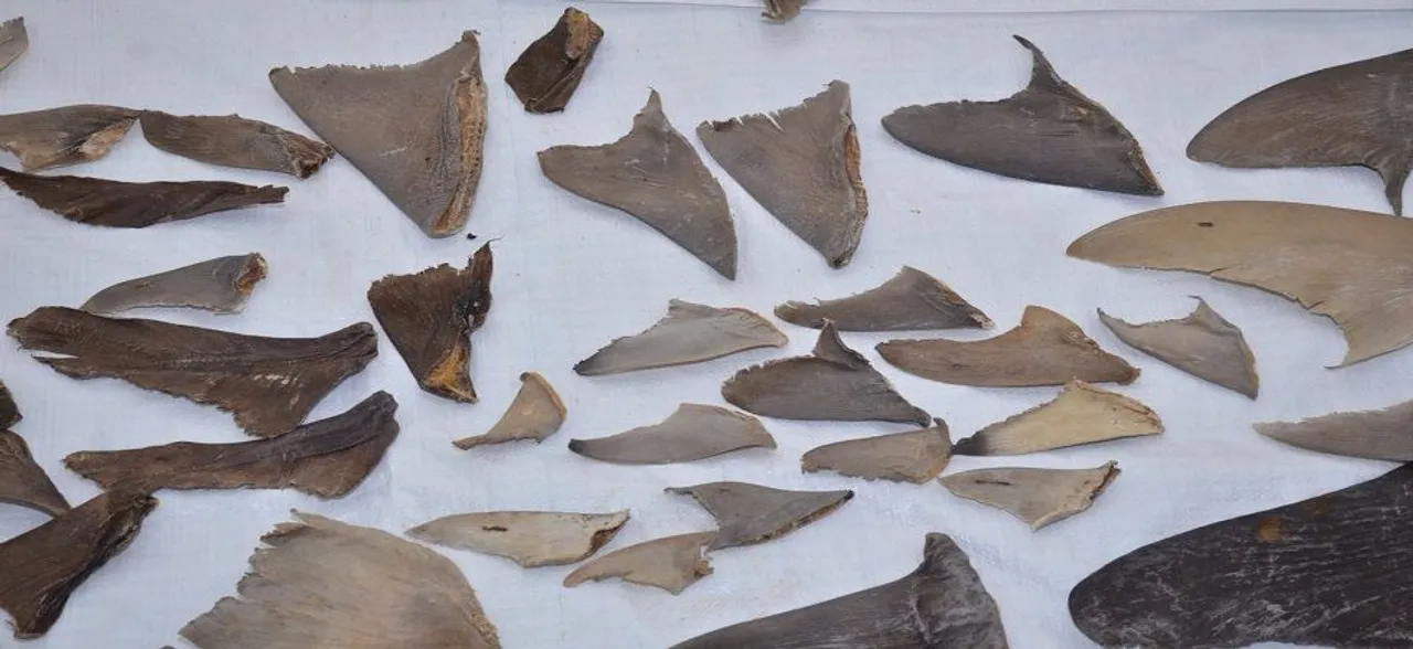 DRI seizes 8,000 kgs of shark fins bound for China