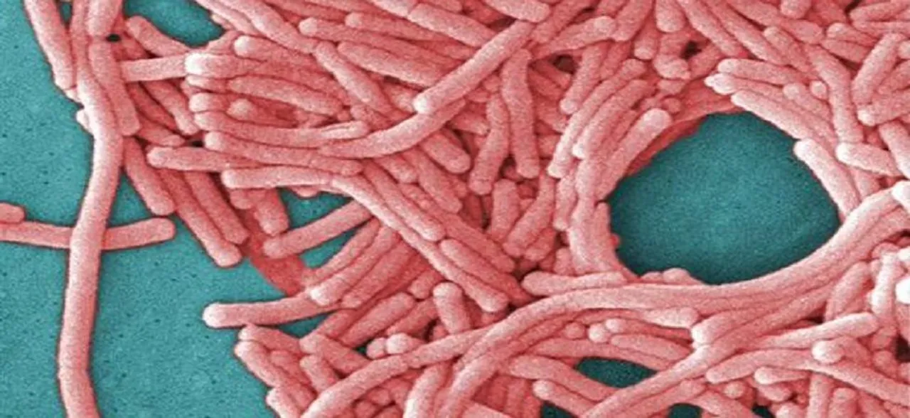 'Novel artificial cells can fight bacteria'