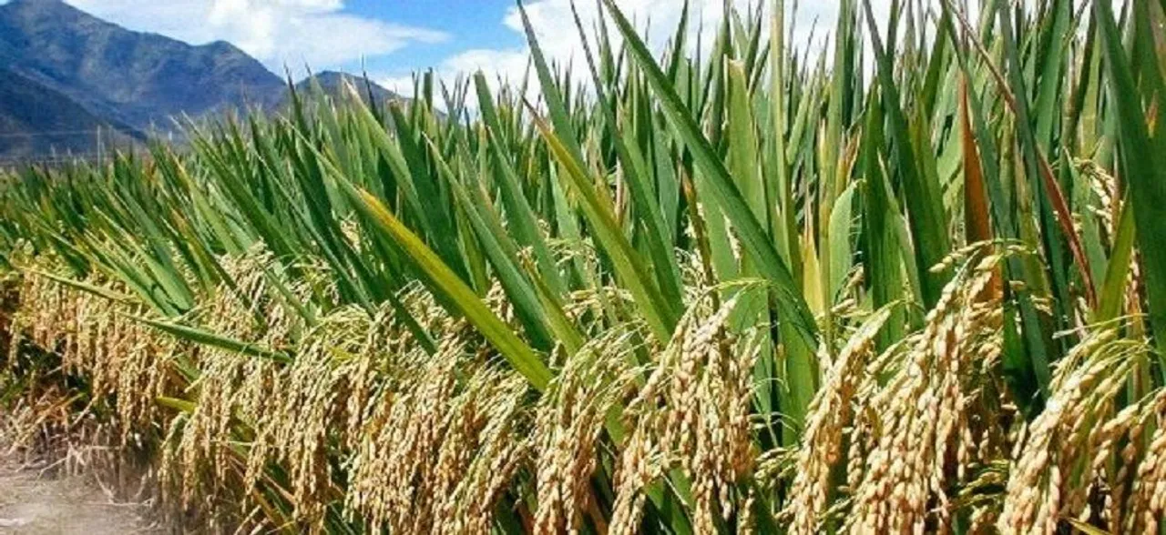 Rice farming twice as bad for climate as thought: Study
