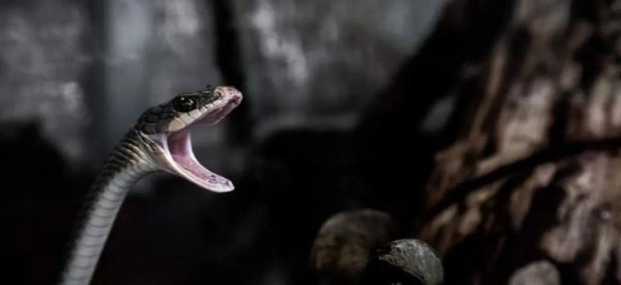 Snake Bites: IIT Delhi students develop cheaper drug for curing poisonous bites