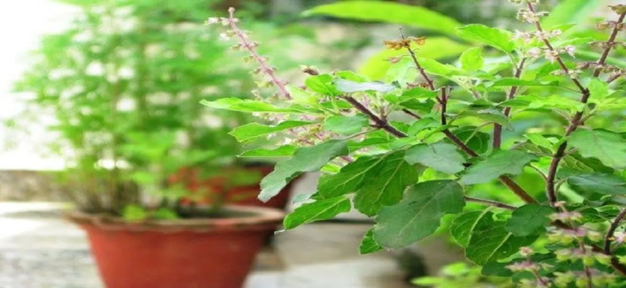 Tulsi Plant: Five amazing benefits of this queen of herbs