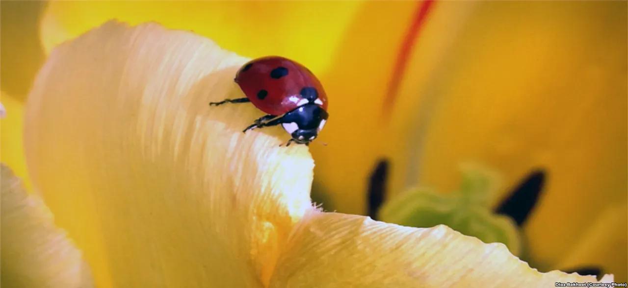 Organic pesticides you can make straight out of your kitchen shelf 
