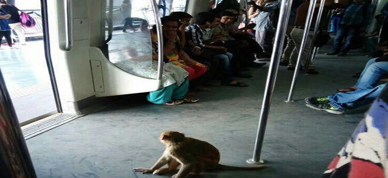 Monkey sneaks into Delhi Metro station, causes panic