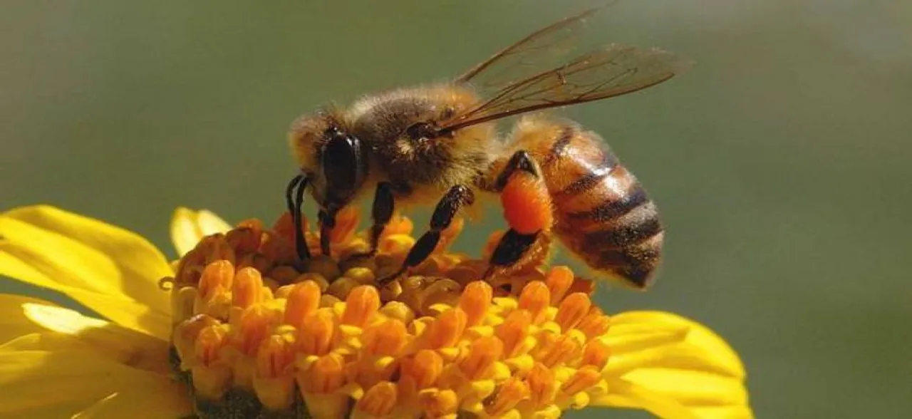 Common herbicide may be killing honeybees: Study