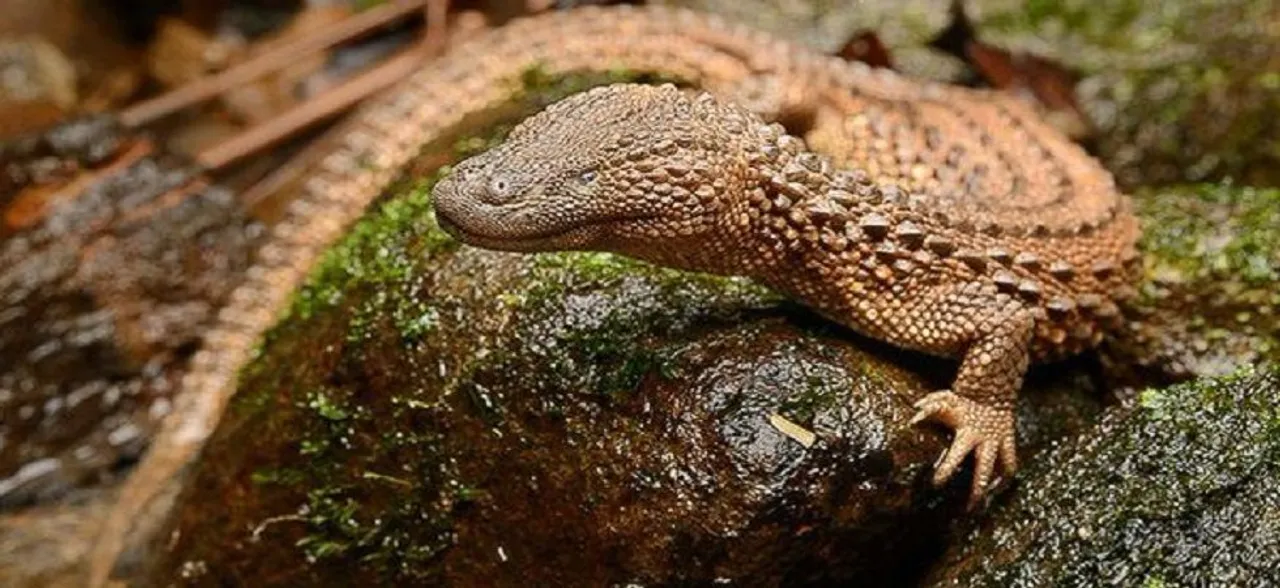 Robots may need lizard-like tails for 'off-road' travel