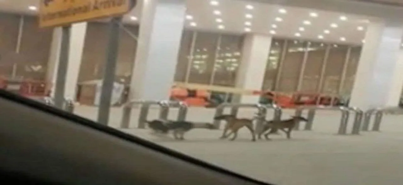 Pakistan: Stray dogs found wandering in new Islamabad airport lounge, manager suspended