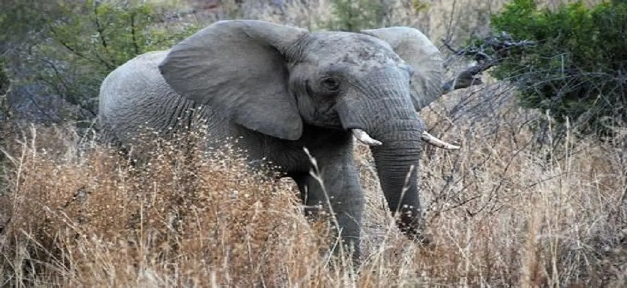Maharashtra: Elephant kills 30-year-old woman in Yavatmal district