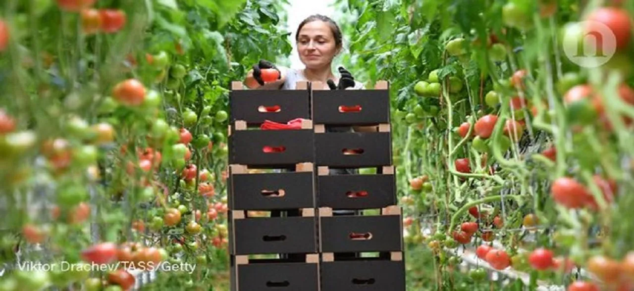 Tomatoes are the ultimate heart food | Find out why