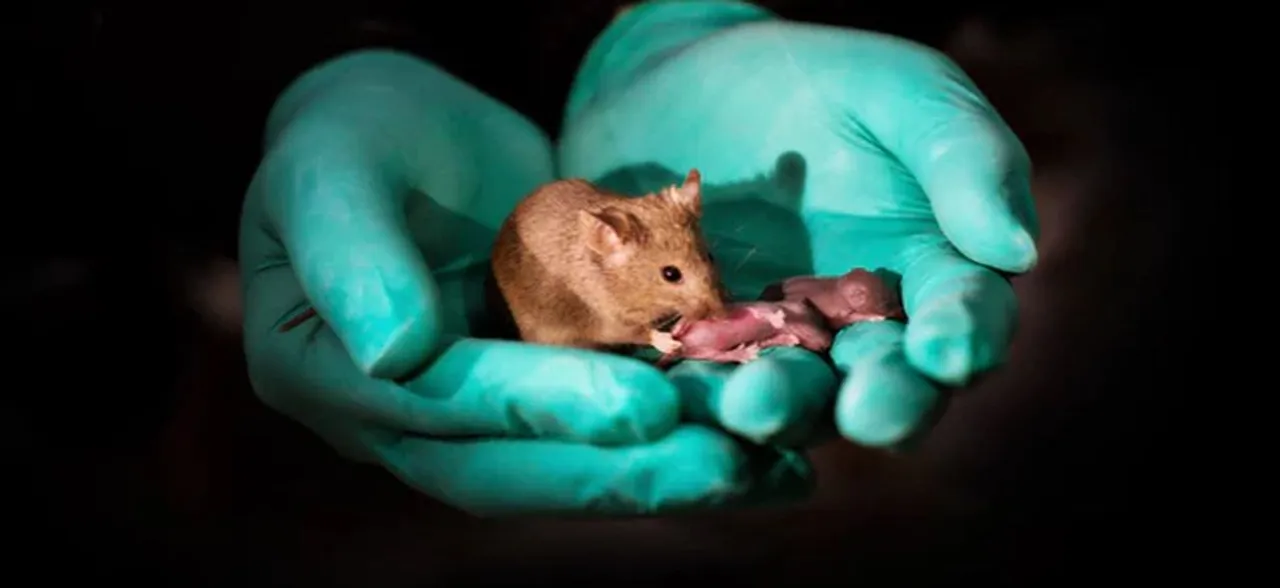 First mammal with two moms born using gene-editing