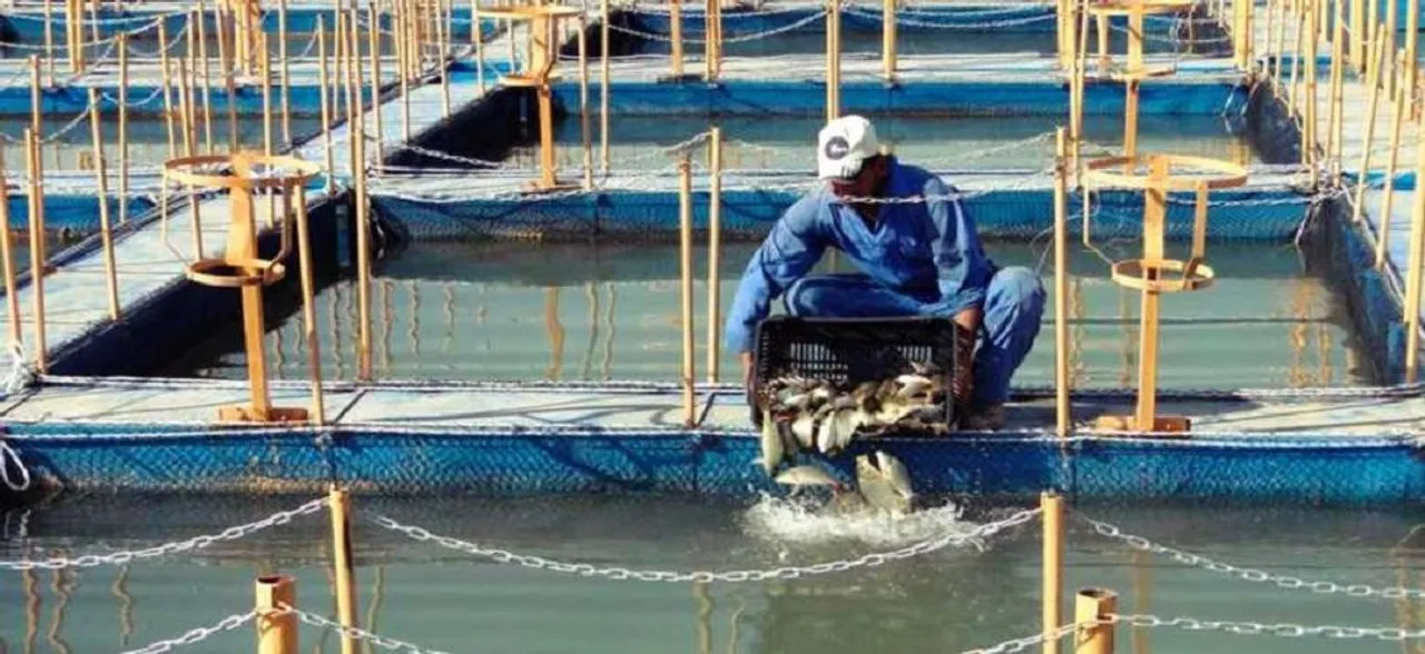 Egyptians farmed fish 3,500 years ago: Study