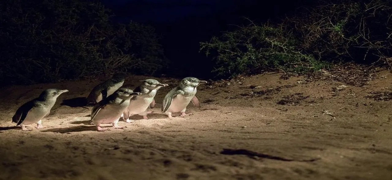 58 Australian fairy penguins slaughtered in suspected dog attack