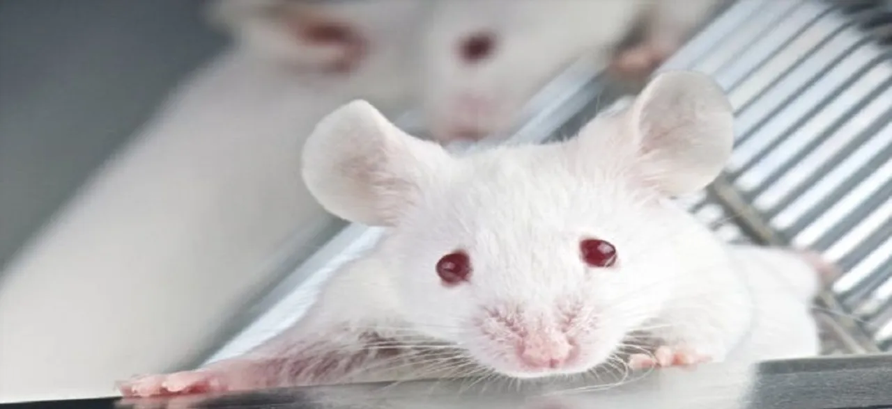 â€˜Worldâ€™s first lab-grown oesophagus implanted in miceâ€™