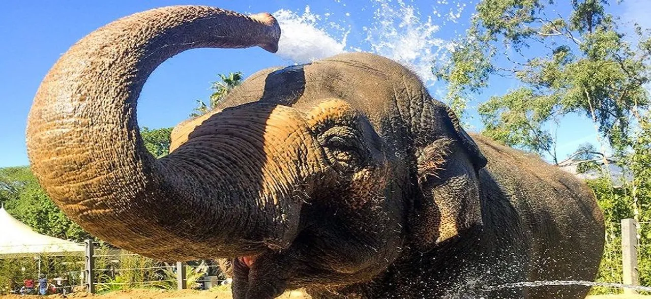 47-year-old beloved Indian elephant Sujata euthanised in California zoo