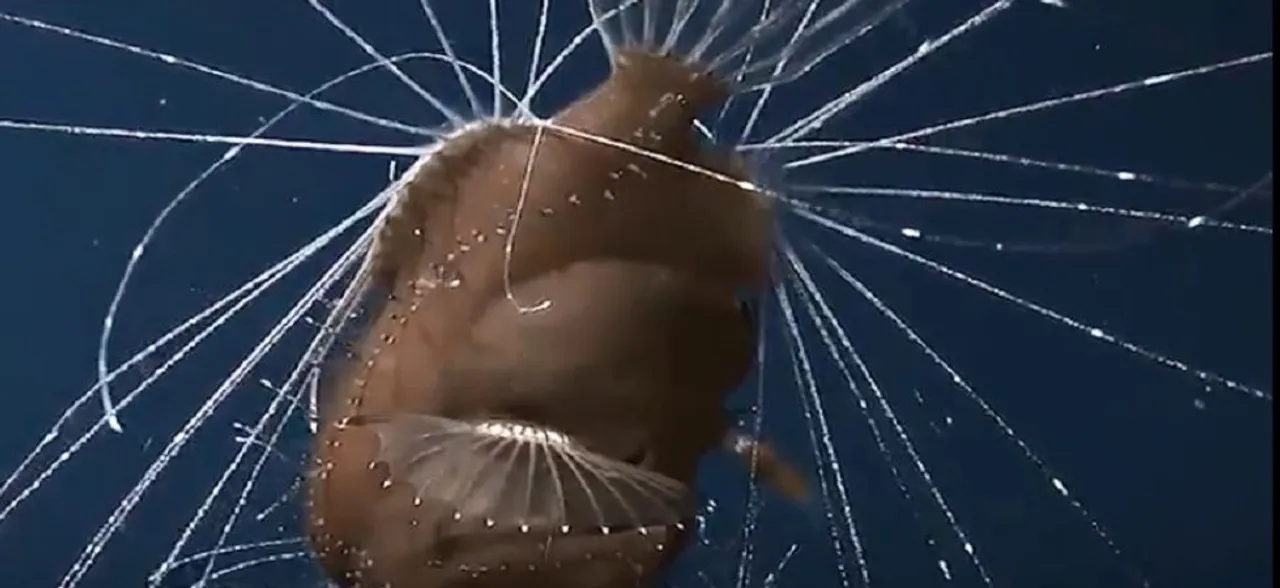 â€˜Earliest known flesh-eating fish identifiedâ€™