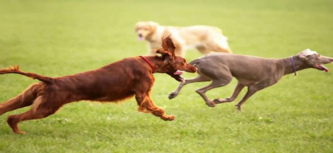 India's first-ever park for dogs opens in Hyderabad