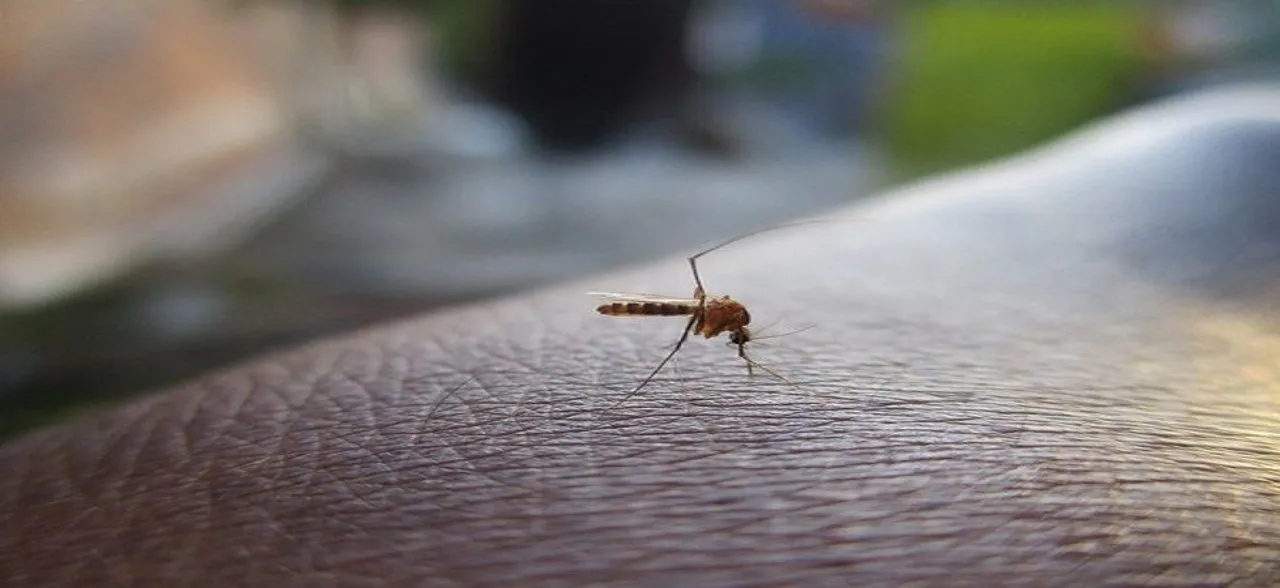 Madhya Pradesh: Three kids die of dengue in Morena, 90 more cases detected