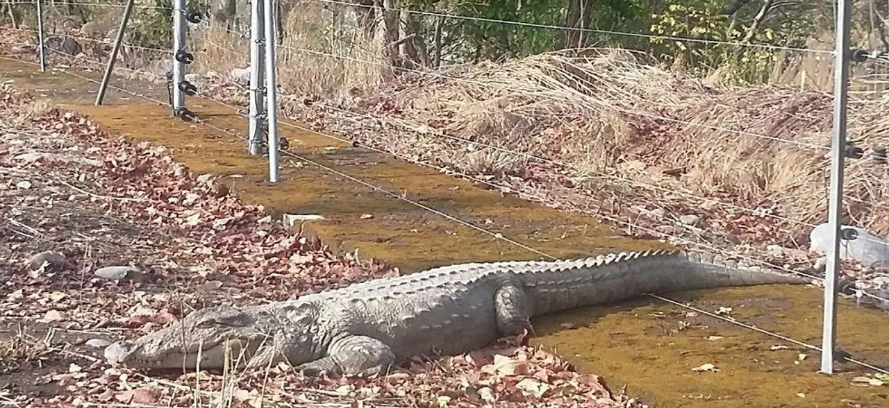 Four-feet-long crocodile rescued from Uttar Pradesh village