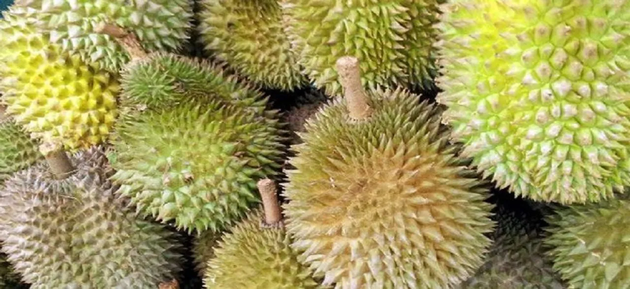 5 freaky facts about the worldâ€™s smelliest fruit Durian