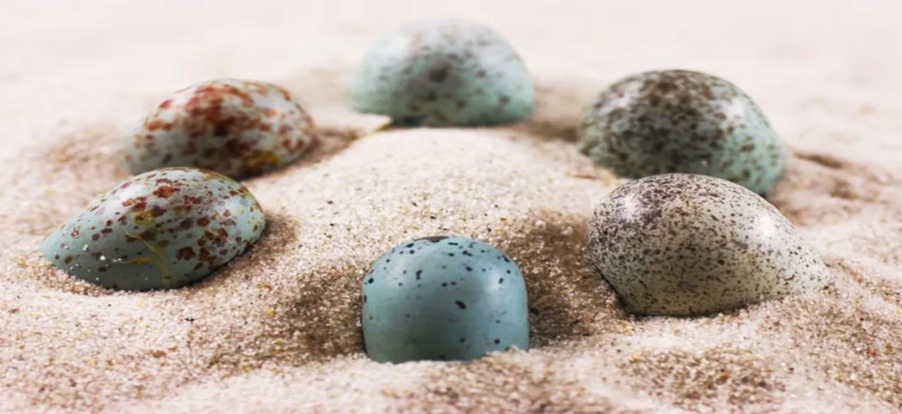 Dinosaur had colourful eggs with spots, speckles and they were awesome