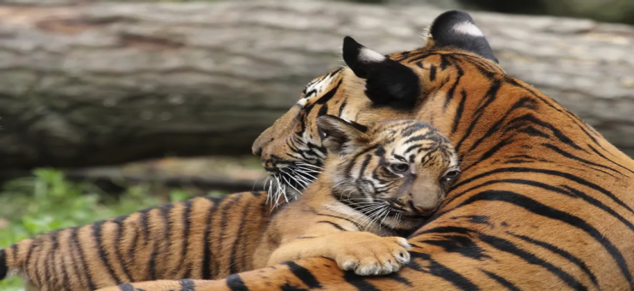 Forest department didnâ€™t want to kill tigress Avni, says Maharashtra Minister Sudhir Mungantiwar
