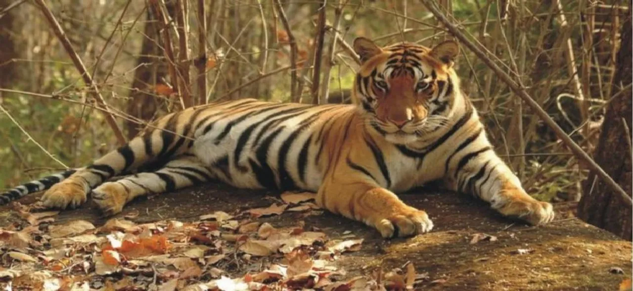 Tigress Avni shot dead in self-defence? Maharashtra CM Devendra Fadnavis orders probe