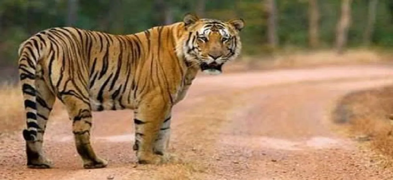 Maharashtra tigress Avni had not eaten for 4-5 days: Necropsy report