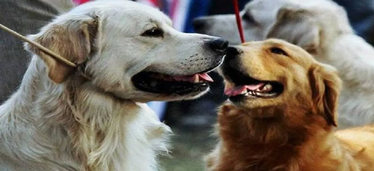 Delhi: Adoption drive helps abandoned dogs find homes