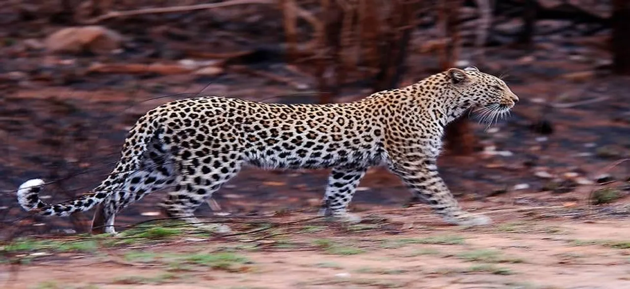 Six farmers injured in leopard attack in Uttar Pradesh