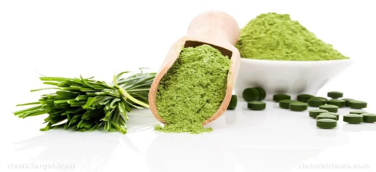 Wheatgrass: Six reasons you should drink beverage made of wheat plant leaves everyday