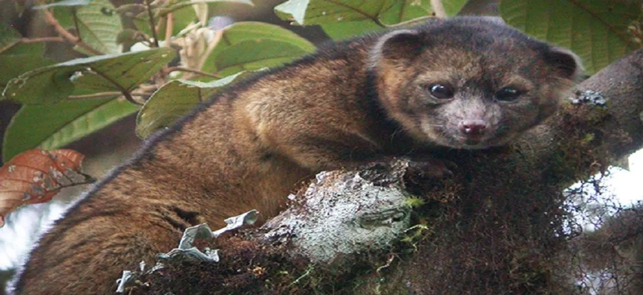 Humans driving mammal species decline globally: Study