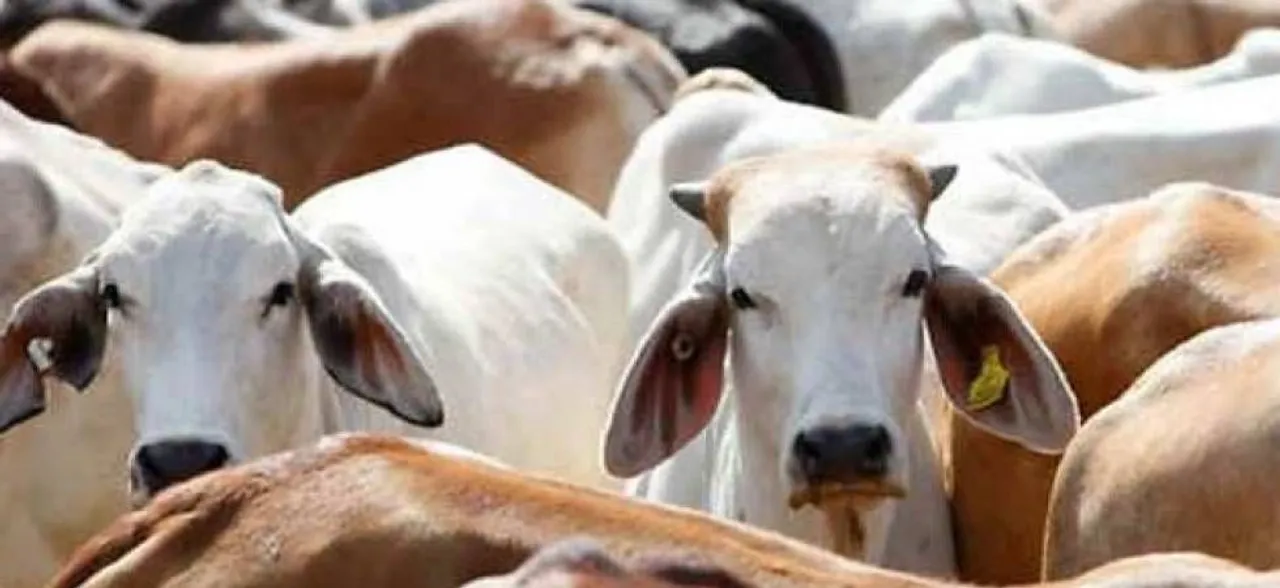 Rajasthan: Police rescue 38 calves, suffocating in a container truck near Bundi tunnel