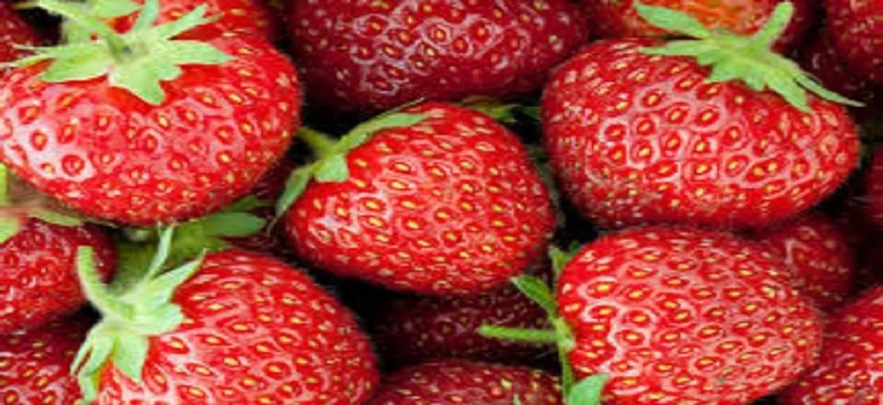 Australia strawberry sabotage: Former farm supervisor charged; held grievance against employer