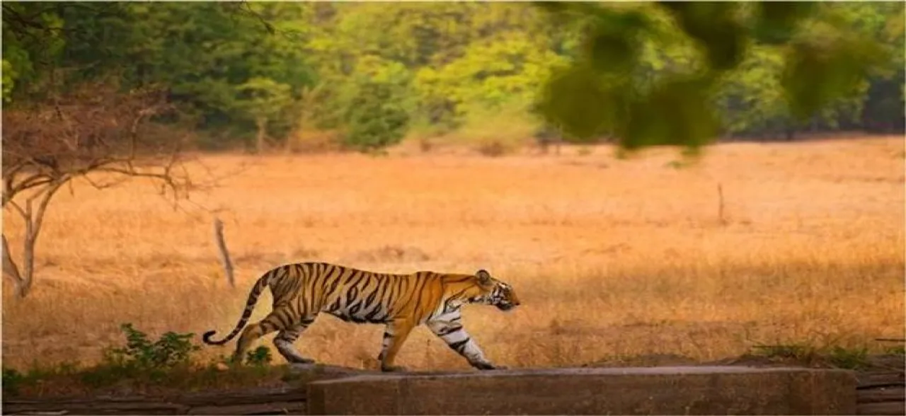 Maharashtra: Tigress chases tourist vehicle at Tadoba-Andhari Tiger Reserve, video goes viral 