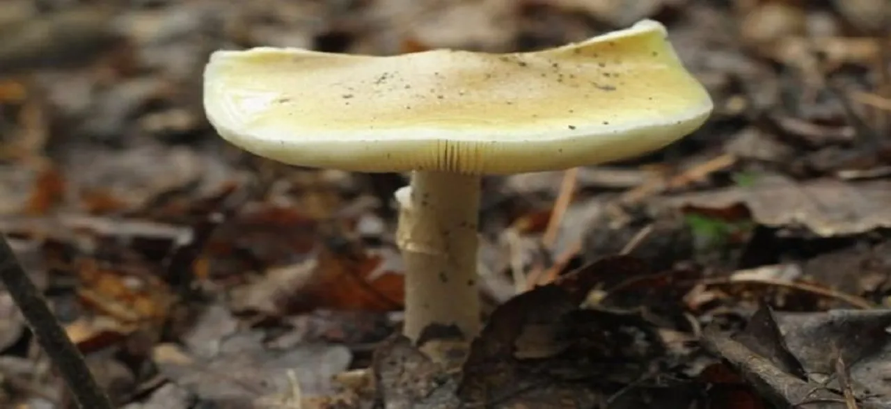THIS mushroom will start killing you before you realize it!