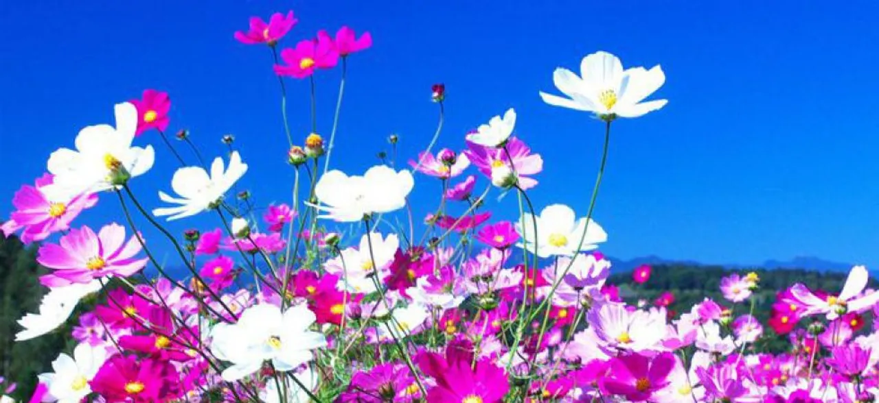 The Quiet Space: Melting in the softness of Cosmos