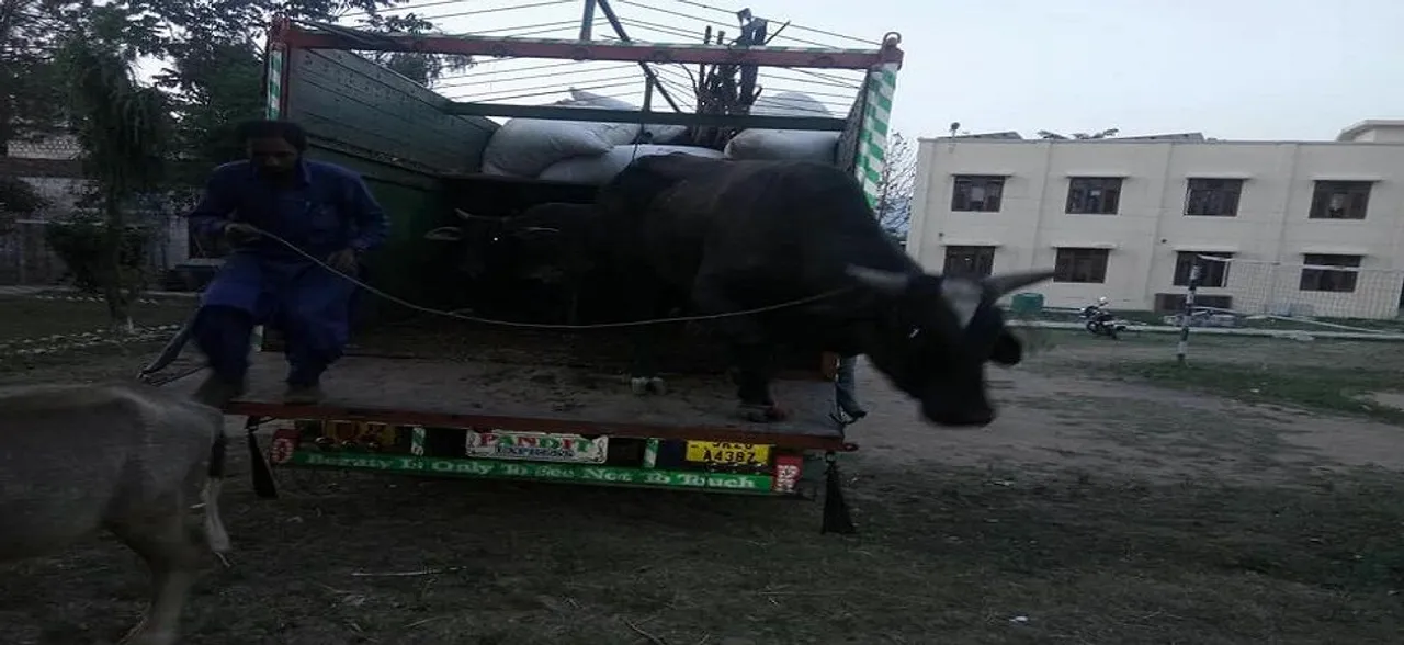 Over 100 bovines rescued, eight arrested in Jammu district