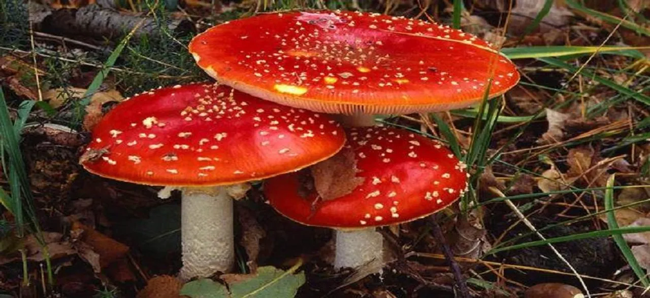 Magic mushroom may reboot brain in depressed people