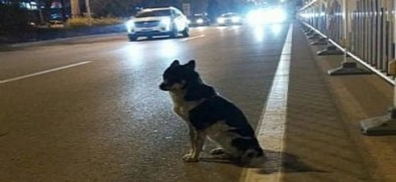  Dog waits for more than 80 days at the spot owner died â€“ Video will break your heart