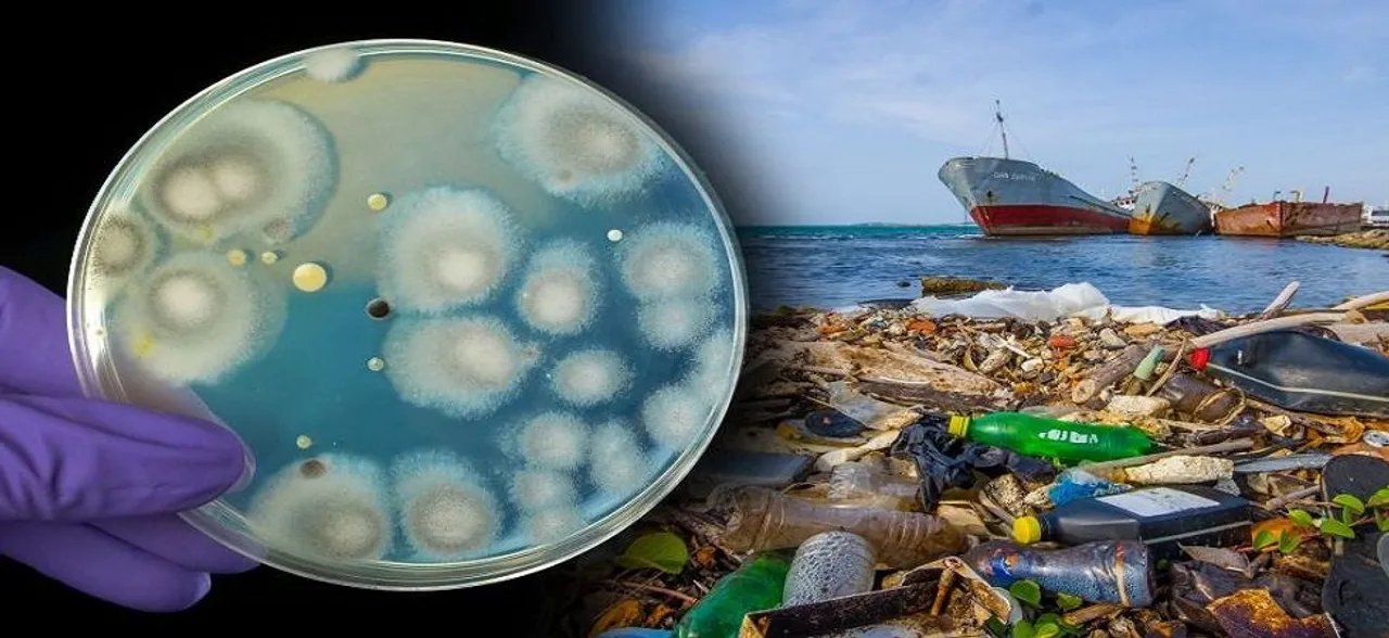 A fungus that can â€˜Eat' plastic discovered in garbage dump in Pakistan