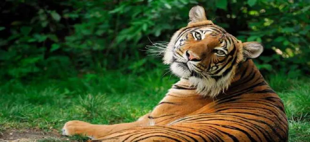 Three lions die after being run over by train in Gujarat 