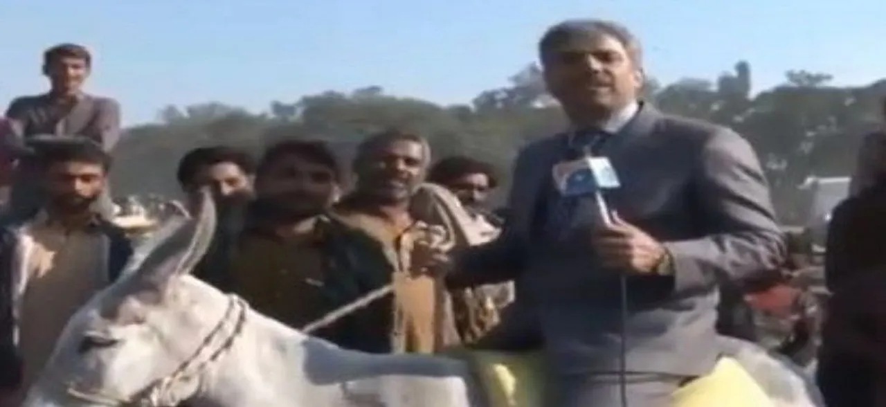 News blooper: Watch Pakistani news reporter fall off donkey while reporting about animal trade on LIVE video 
