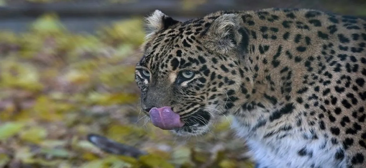 Jammu and Kashmir: Man-eater leopard, that killed 2 children in Reasi district, shot dead