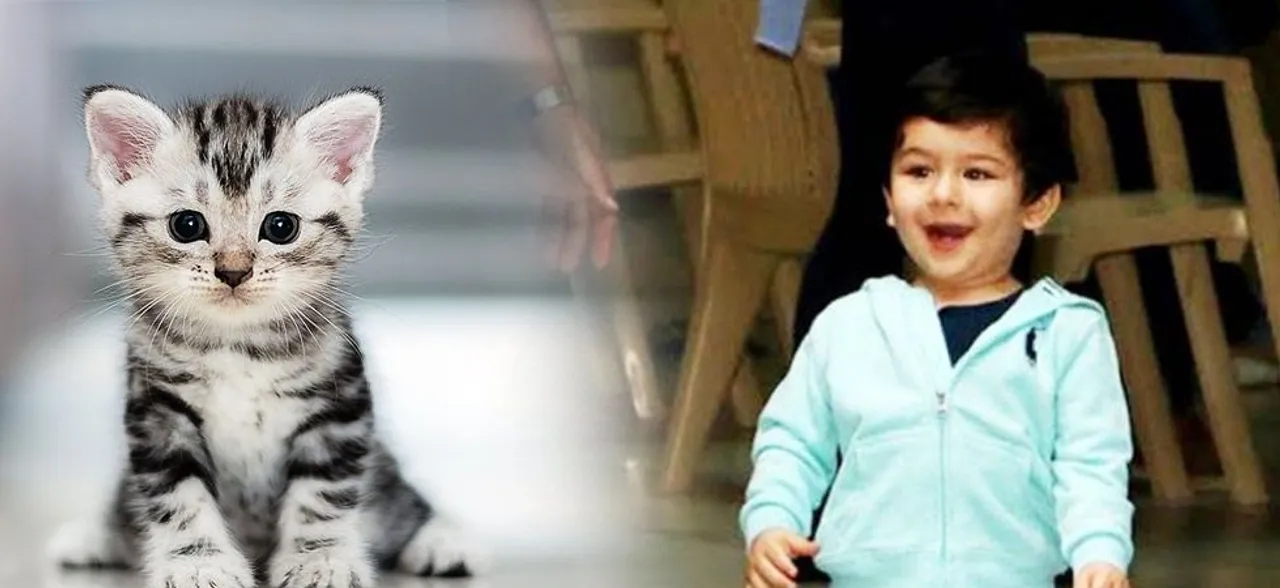 Taimur Ali Khan declares heâ€™s a cat lover, Watch his adorable video inside