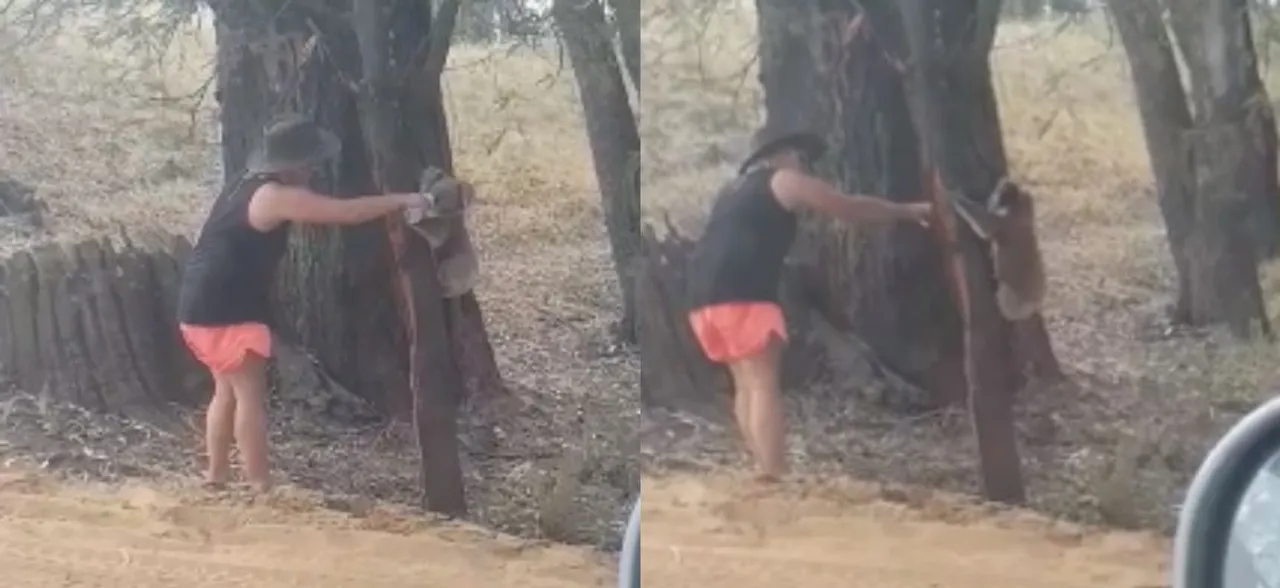 This VIDEO of koala drinking water from bottle in Australia is setting the internet on fire!